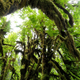 Hall of Mosses, Hoh Rainforest, Olympic National Park, Washington